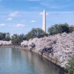 Washington Dc Cherry Blossom Festival