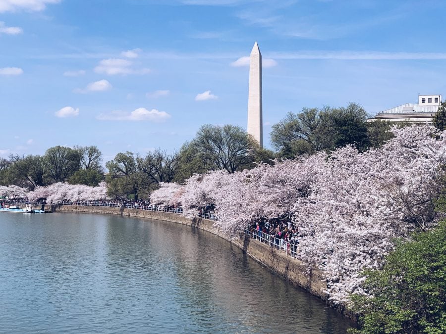 另類賞櫻? 美國華盛頓國家櫻花節 Washington DC Cherry Blossom Festival