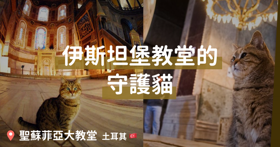 愛貓之城伊斯坦堡 歷史大教堂有守護貓
