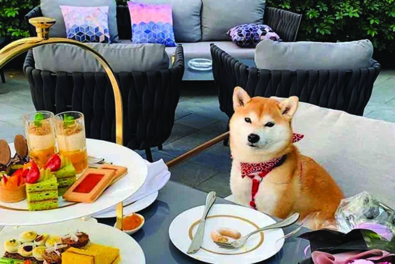 5大寵物友善酒店|帶埋寵物Staycation 寵物Staycation