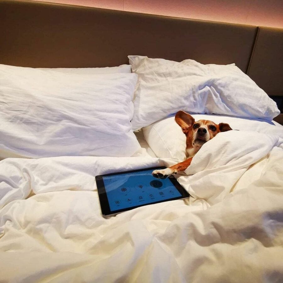 A Dog Lying In A Bed With A Cell Phone

Description Automatically Generated With Low Confidence