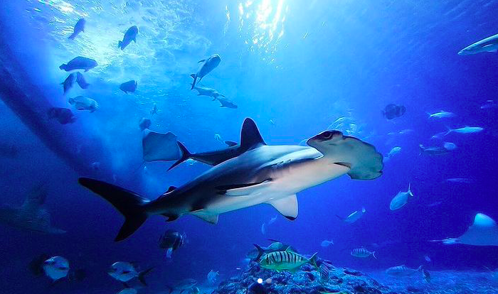A picture containing shark, fish, flock

Description automatically generated