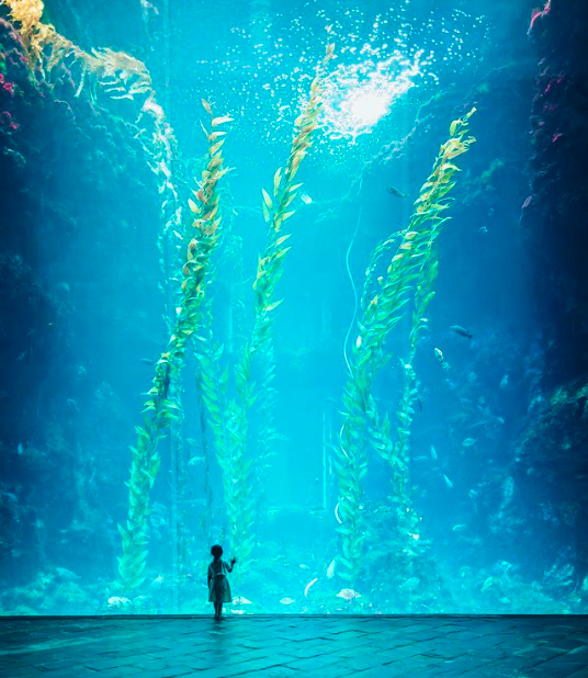 A person standing in front of a large aquarium

Description automatically generated with low confidence